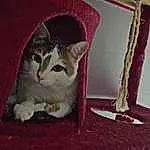 Chat, Felidae, Carnivore, Small To Medium-sized Cats, Textile, Bois, Cat Supply, Moustaches, Rose, Faon, Pet Supply, Magenta, Queue, Linens, Room, Domestic Short-haired Cat, Poil, Carmine, Box