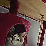 Chat, Felidae, Carnivore, Small To Medium-sized Cats, Textile, Bois, Cat Supply, Moustaches, Rose, Faon, Pet Supply, Magenta, Queue, Linens, Domestic Short-haired Cat, Poil, Room, Carmine, Box