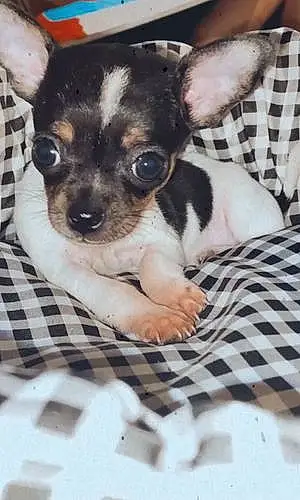 Nom Chihuahua Chien Pinky