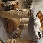 Bois, Faon, Small To Medium-sized Cats, Carnivore, Felidae, Queue, Pet Supply, Shipping Box, Cat Supply, Moustaches, Comfort, Plywood, Fenêtre, Poil, Domestic Short-haired Cat, Hardwood, Box, Terrestrial Animal, Room, Natural Material