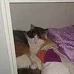 Chat, Comfort, Felidae, Carnivore, Textile, Small To Medium-sized Cats, Moustaches, Faon, Bois, Stairs, Hardwood, Queue, Chien de compagnie, Couch, Linens, Poil, Bedding, Bed, Room