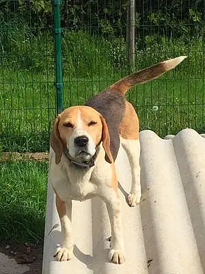 Nom Beagle Chien Jump