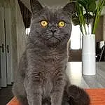 Chat, Plante, Flowerpot, Houseplant, Carnivore, Felidae, Small To Medium-sized Cats, Moustaches, Grey, Museau, Queue, Door, Poil, Domestic Short-haired Cat, Vase, Bleu russe, Terrestrial Animal, Chats noirs, Assis