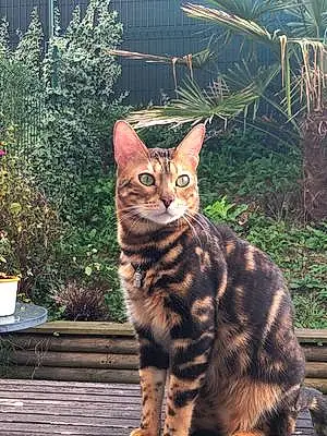 Nom Bengal Chat Mallow