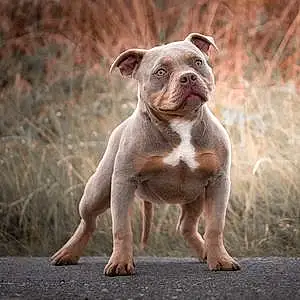 Nom American Bully Chien Pin-up