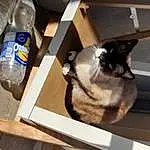 Chat, Bottle, Water Bottle, Felidae, Liquid, Fluid, Carnivore, Drinkware, Plastic Bottle, Small To Medium-sized Cats, Bois, Moustaches, Drinking Water, Gas, Hardwood, Queue, Bottled Water, Fenêtre, Table