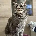 Chat, Felidae, Grey, Carnivore, Small To Medium-sized Cats, Moustaches, Museau, Cat Supply, Domestic Short-haired Cat, FenÃªtre, Queue, Poil, Terrestrial Animal, Pet Supply, Cat Furniture, Assis
