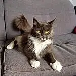 Chat, Yeux, Carnivore, Comfort, Grey, Felidae, Moustaches, Small To Medium-sized Cats, Queue, Poil, Domestic Short-haired Cat, Terrestrial Animal, Patte, Cat Supply, British Longhair, Griffe, Hardwood, Couch, Assis