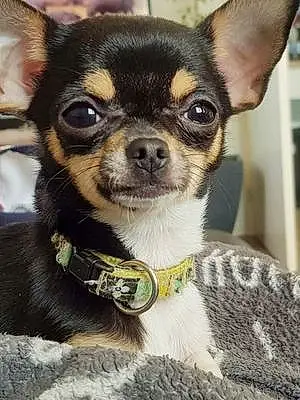 Nom Chihuahua Chien Osis