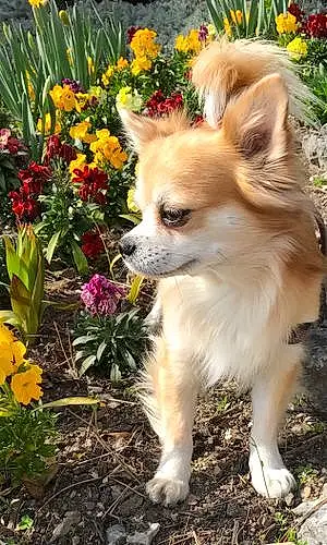 Chihuahua Chien Samy