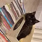 Chat, Felidae, Carnivore, Publication, Moustaches, Small To Medium-sized Cats, Bookcase, Queue, Table, Bois, Shelving, Shelf, Domestic Short-haired Cat, Hardwood, Poil, Room, Book, Drawer, Box