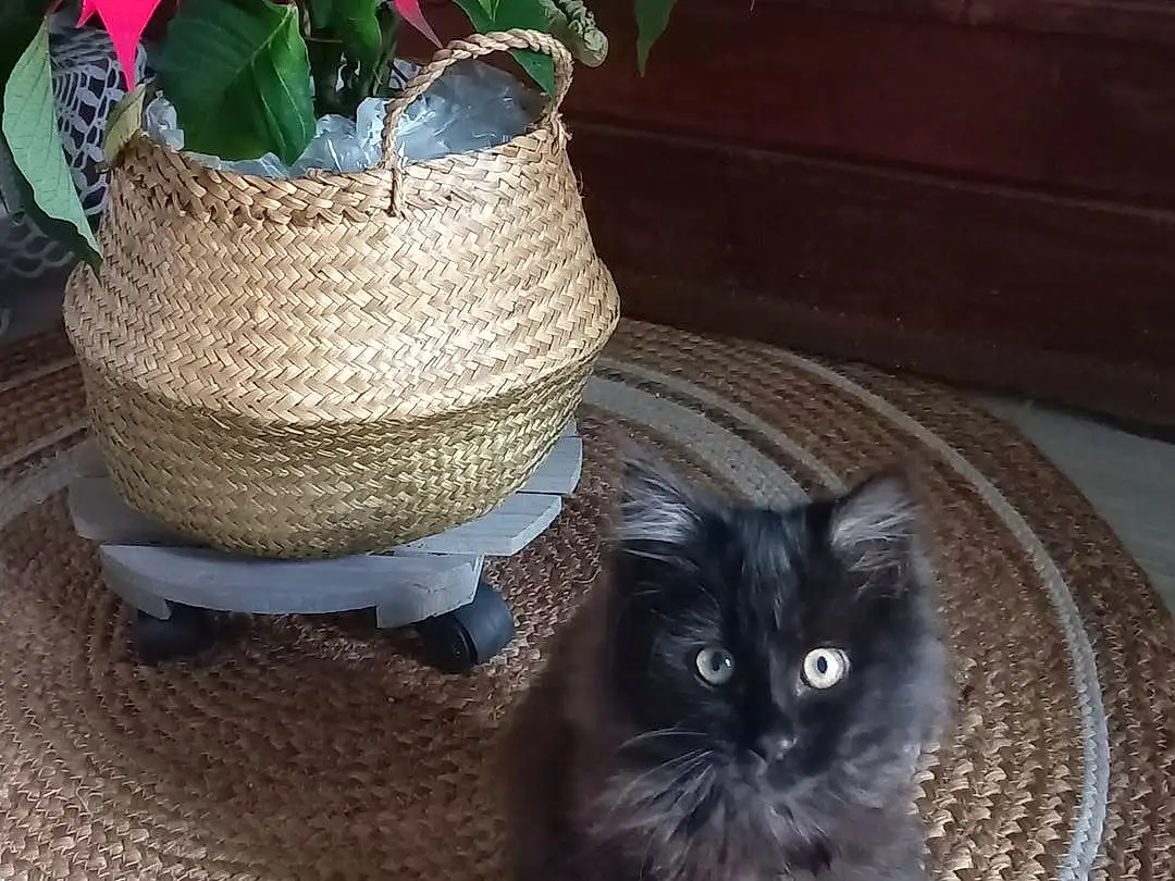 Plante, Chat, Flowerpot, Felidae, Carnivore, Grey, Houseplant, Chapi Chapo, Moustaches, Small To Medium-sized Cats, Queue, Bois, Chats noirs, Serveware, Domestic Short-haired Cat, Poil, Herbe, Hardwood, Petal, Terrestrial Animal