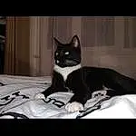 Chat, Felidae, Comfort, Carnivore, Grey, Small To Medium-sized Cats, Moustaches, Tints And Shades, Museau, Linens, Darkness, Chats noirs, Formal Wear, Poil, Domestic Short-haired Cat, Queue, Bedding, Noir & Blanc, Bois, Room