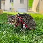 Lunettes, Yeux, Chat, Herbe, Carnivore, Faon, Moustaches, Terrestrial Animal, Felidae, Plante, Small To Medium-sized Cats, Collar, Queue, Museau, Pelouse, Groundcover, Arbre, Domestic Short-haired Cat, Grassland, Poil