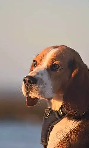 Nom Beagle-harrier Chien Peaky