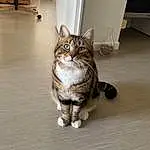 Chat, Yeux, Felidae, Carnivore, Small To Medium-sized Cats, Moustaches, Museau, Bois, Queue, Door, Hardwood, Domestic Short-haired Cat, Patte, Poil, Assis, Comfort, Foot, Wood Flooring