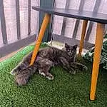 Chat, Race de chien, Plante, Herbe, Moustaches, Carnivore, Felidae, Small To Medium-sized Cats, Queue, Groundcover, Domestic Short-haired Cat, Canidae, Poil, Chats noirs, Chien de compagnie, Soil, Comfort