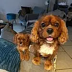 Chien, Race de chien, Liver, Carnivore, Chien de compagnie, Faon, Ã‰pagneul, Museau, Toy Dog, Chair, Working Animal, Poil, Canidae, Dog Supply, Pet Supply, Cavalier King Charles Spaniel, Couch, Chiots