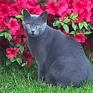 Nom Chartreux Chat Sidney