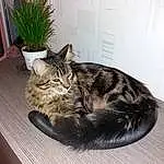 Chat, Small To Medium-sized Cats, Felidae, Moustaches, Chat tigré, European Shorthair, Carnivore, Domestic Short-haired Cat, American Shorthair, Maine Coon, Dragon Li, Poil, Chatons, Cat Bed, Plante, Asiatique