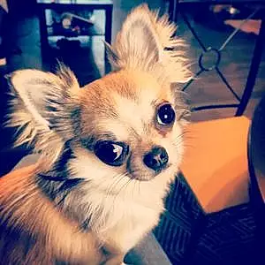 Nom Chihuahua Chien Vick