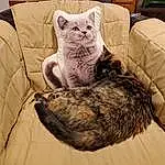 Chat, Comfort, Felidae, Carnivore, Couch, Small To Medium-sized Cats, Grey, Moustaches, Cat Bed, Bed, Cat Supply, Queue, Museau, Pillow, Poil, Pet Supply, Linens, Domestic Short-haired Cat, Patte, Room