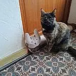 Chat, Felidae, Carnivore, Grey, Small To Medium-sized Cats, Bois, Moustaches, Queue, Museau, Domestic Short-haired Cat, Chats noirs, Poil, Room, Hardwood, Shelf, Pattern, Griffe, Comfort