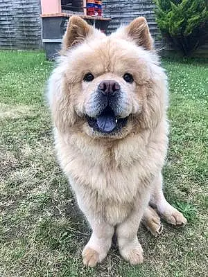 Nom Chow Chow Chien Youka