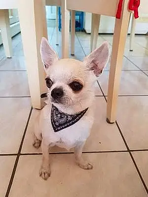 Nom Chihuahua Chien Oddy
