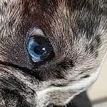 Chien, Yeux, Race de chien, Carnivore, Human Body, Moustaches, Museau, Working Animal, Terrestrial Animal, Chien de compagnie, Poil, Canidae, Electric Blue, Art, Non-sporting Group, Macro Photography