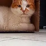 Chat, Felidae, Carnivore, Small To Medium-sized Cats, Moustaches, Bois, Faon, Museau, Queue, Box, Comfort, Pet Supply, Poil, Domestic Short-haired Cat, Cat Supply, Patte, Hardwood, Assis, Cardboard