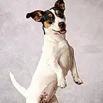 Chien, Race de chien, Carnivore, Chien de compagnie, Faon, Museau, Queue, Working Animal, Collar, Canidae, Patte, Terrier, Working Dog, Chilean Fox Terrier, Ancient Dog Breeds, Terrestrial Animal, Hunting Dog, Non-sporting Group