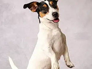 Chien, Race de chien, Carnivore, Chien de compagnie, Faon, Museau, Queue, Working Animal, Collar, Canidae, Patte, Terrier, Working Dog, Chilean Fox Terrier, Ancient Dog Breeds, Terrestrial Animal, Hunting Dog, Non-sporting Group
