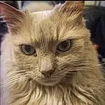 Chat, Carnivore, Felidae, Moustaches, Faon, Small To Medium-sized Cats, Museau, Poil, Terrestrial Animal, British Longhair, FenÃªtre, Pet Supply, Domestic Short-haired Cat, Ragdoll