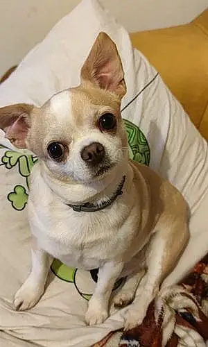 Nom Chihuahua Chien Moustik