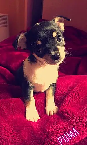 Nom Chihuahua Chien Puma