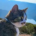 Ciel, Chat, Human Body, Carnivore, Felidae, Small To Medium-sized Cats, Moustaches, Herbe, Museau, Poil, Domestic Short-haired Cat, Arbre, Queue, Terrestrial Animal, Collar
