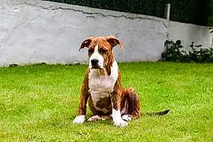 Nom American Staffordshire Terrier Chien Sirius