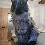 Chat, Small To Medium-sized Cats, Felidae, Moustaches, Nebelung, Maine Coon, Carnivore, Domestic Long-haired Cat, NorvÃ©gien, Chatons, Poil, Asian Semi-longhair