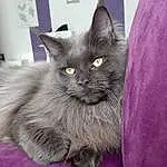 Chat, Small To Medium-sized Cats, Felidae, Moustaches, Carnivore, Domestic Long-haired Cat, Nebelung, Korat, British Longhair, British Semi-longhair, Persan, Museau, Chatons, Asian Semi-longhair, Chats noirs, NorvÃ©gien, Chartreux, Bleu russe