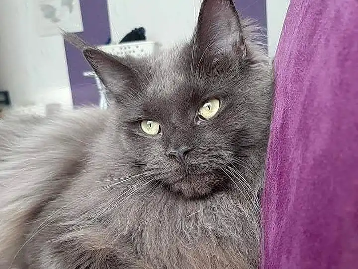 Chat, Small To Medium-sized Cats, Felidae, Moustaches, Carnivore, Domestic Long-haired Cat, Nebelung, Korat, British Longhair, British Semi-longhair, Persan, Museau, Chatons, Asian Semi-longhair, Chats noirs, NorvÃ©gien, Chartreux, Bleu russe