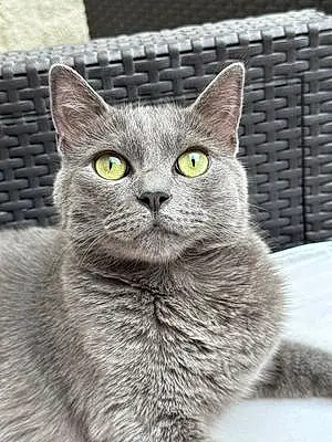 Nom Chartreux Chat Speed