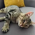 Chat, Couch, Carnivore, Comfort, Grey, Felidae, Small To Medium-sized Cats, Moustaches, Queue, Domestic Short-haired Cat, Patte, Poil, Griffe, Living Room, Pillow, Throw Pillow