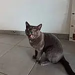 Chat, Small To Medium-sized Cats, Felidae, Korat, Chartreux, Bleu russe, Domestic Short-haired Cat, British Shorthair, Moustaches, Carnivore, Nebelung, Museau, Chats noirs, Burmese, European Shorthair, Queue, Asiatique