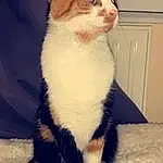 Chat, Small To Medium-sized Cats, Moustaches, Felidae, Carnivore, American Wirehair, Domestic Short-haired Cat, Yeux, Museau, Scottish Fold, Chatons, European Shorthair, Poil, Chat de l’Egée, German Rex, Polydactyl Cat, Asiatique, Patte