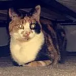 Chat, Small To Medium-sized Cats, Felidae, Moustaches, Domestic Short-haired Cat, Carnivore, European Shorthair, Chat de l’Egée, Yeux, Chat tigré, Chatons, Asiatique, Poil, American Wirehair, Ojos Azules, German Rex, Faon, Polydactyl Cat