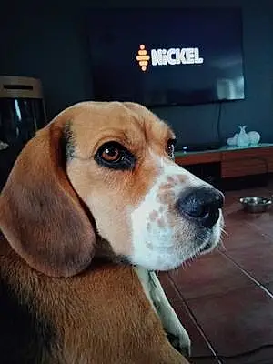 Nom Beagle Chien Oxy