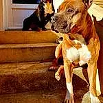 Chien, Race de chien, Canidae, Carnivore, American Staffordshire Terrier, American Pit Bull Terrier, Museau, Faon, Non-sporting Group, Pit Bull, Staffordshire Bull Terrier, Chien de compagnie, Boxer
