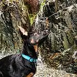 Chien, Race de chien, Carnivore, Collar, Working Animal, Bedrock, Faon, Dog Collar, Museau, Canidae, Terrestrial Animal, Bois, Electric Blue, Rock, Trunk, Outcrop, Adventure, Working Dog, Dog Supply