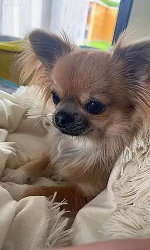 Nom Chihuahua Chien Saphire